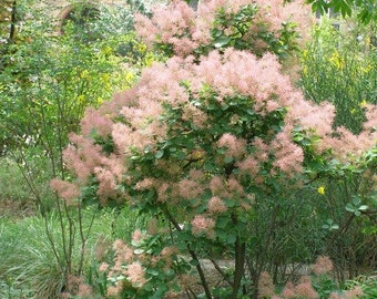 European Smoke Tree Seeds (cotinus Coggygria) 30+seeds - Etsy European Smoke Tree Seeds (cotinus Coggygria) 30+seeds - Etsy