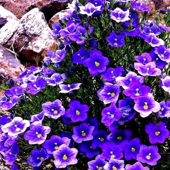 Purple Robe Cup Flower Seeds: Nierembergia Hippomanica (200+ Seeds