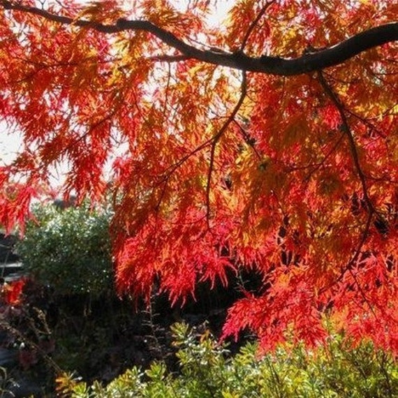 Flame Amure Maple Tree Seeds ACER tataricum ginnala 15Seeds | Etsy Flame Amure Maple Tree Seeds ACER tataricum ginnala 15Seeds | Etsy