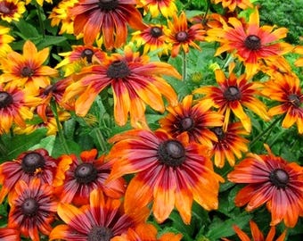 Semillas de Rudbeckia (Rudbeckia Hirta), flor de otoño del bosque (más de 200 semillas)