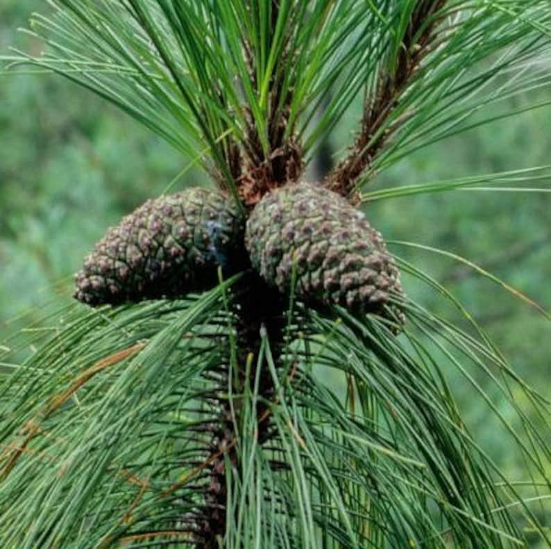 Yunnan Pine Tree Seeds Pinus yunnanensis 30Seeds image 2