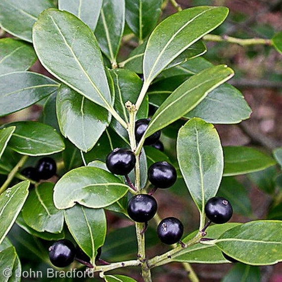 Evergreen Ink Berry Holly Seeds Ilex glabra 30Seeds Etsy