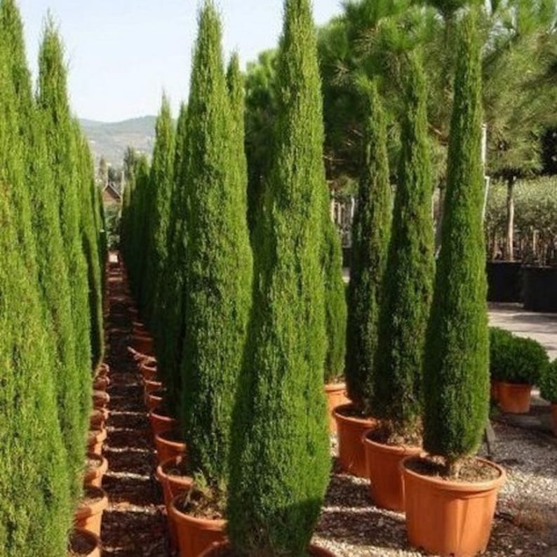 Italian Cypress Tree Seeds Cupressus sempervirens 25Seeds ...