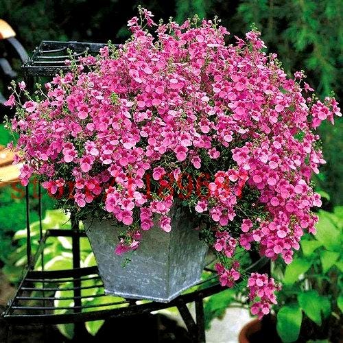 プルメリア『Pink pudica』挿木苗 白花プディカのハイブリッド品種！ Plumeria_PINK_PUDICA.jpg