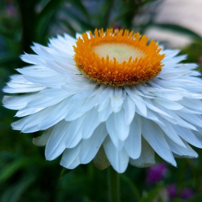 Strawflower Everlasting Daisy White Seeds Helichrysum Bracteatum 200Seeds image 2