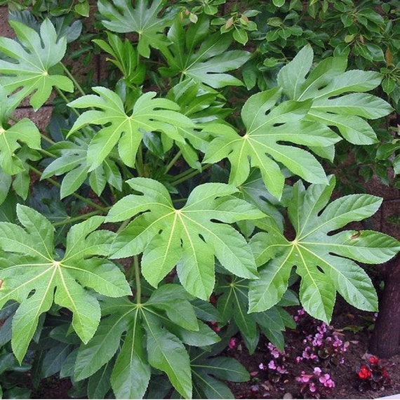 Japanese Aralia Plant Seeds 25+Seeds Fatsia japonica Japanese Aralia Plant Seeds 25+Seeds Fatsia japonica