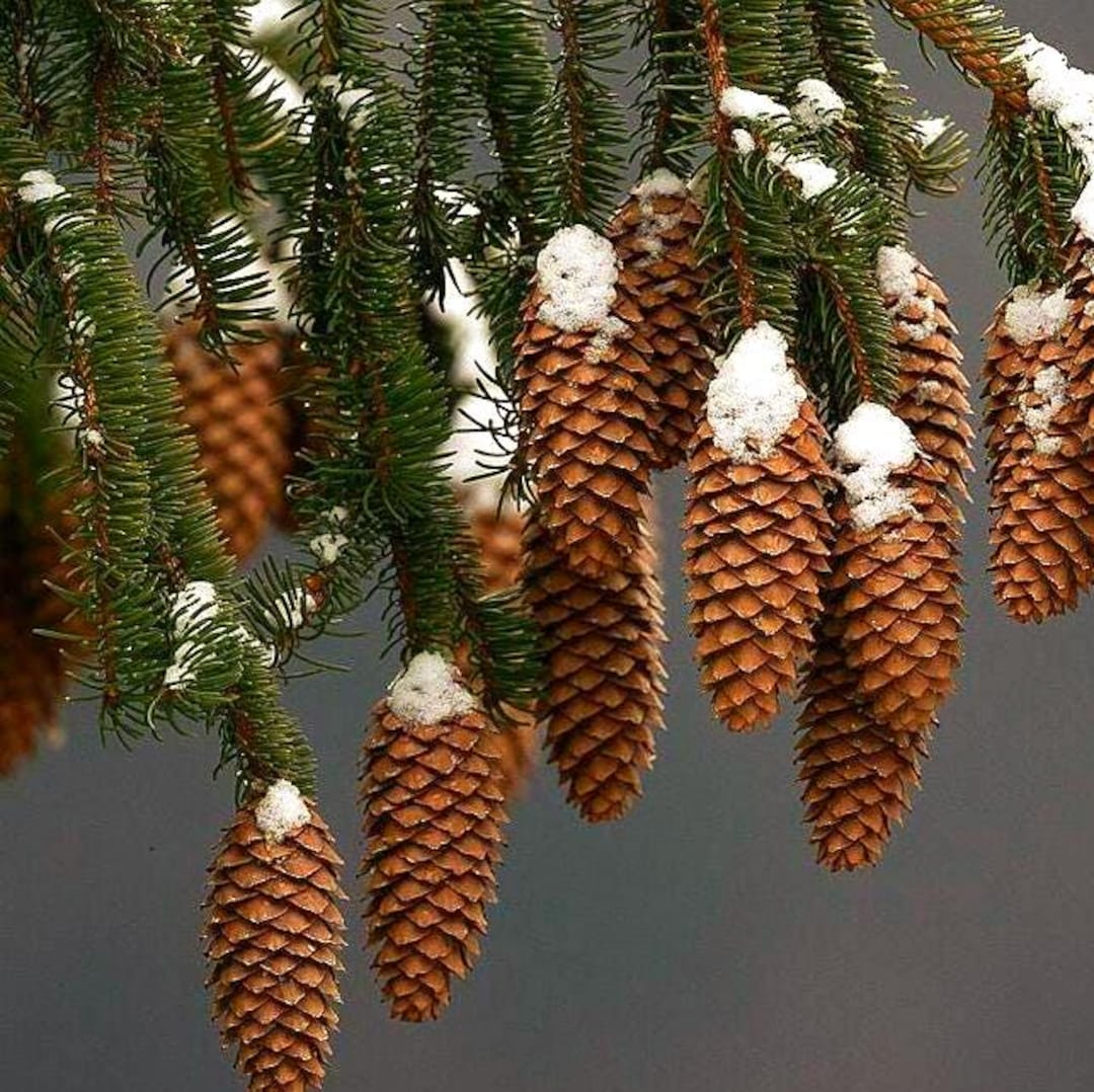VOLVO　Abies procera　Picea abies トウヒ wckhbv5qnj5rr2py1juv_1024x1024