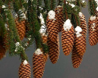 Norway Spruce Tree Seeds (PICEA ABIES) - Etsy
