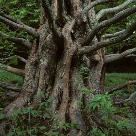 metasequoia 4.5 metasequoia 4.5