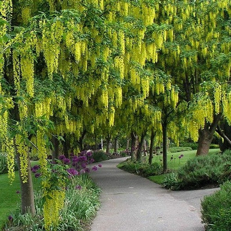 Golden Shower Tree Seeds Cassia fistula 25Seeds image 1