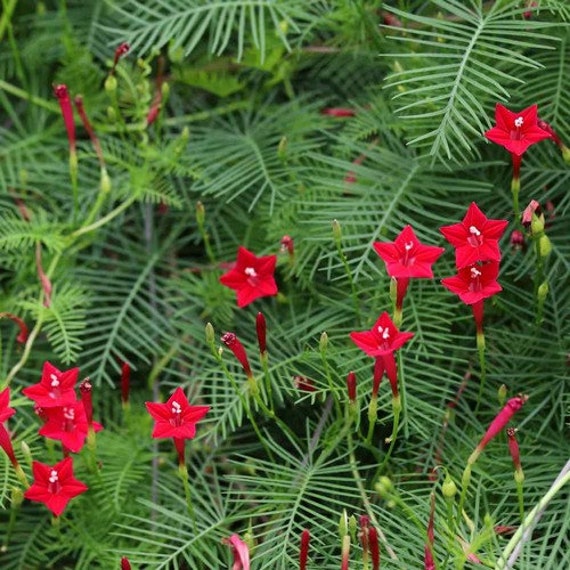 Ipomoea quamoclit