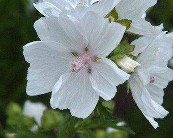 Hollyhock Moschata White Flower Seeds (Malva Moschata) 50+Seeds