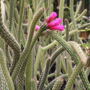 Neon Broom Cactus Seeds Arrojadoa penicillata 20Seeds image 2