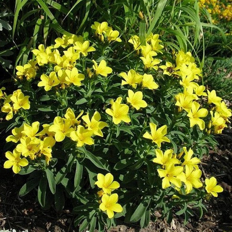 Yellow Flax Flower Seeds Linum Flavum Compactum 50Seeds image 1