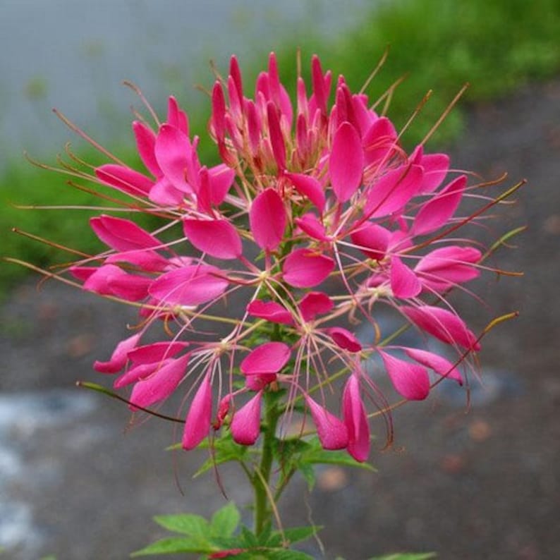 Cleome Rose Queen Flower Seeds Cleome Hassleriana 50Seeds Etsy