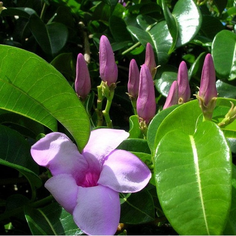 Rubber Vine Seeds Cryptostegia grandiflora 25Seeds image 2