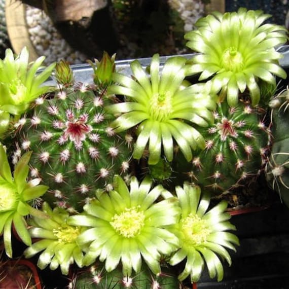 glückskastanie harz Pachira Aquatica (Glückskastanie) kaufen? main image 1