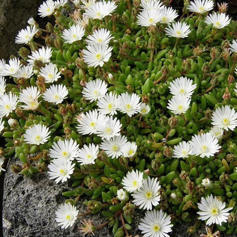 Ice Plant White Flower Seeds dorotheanthus Bellidiformis Etsy