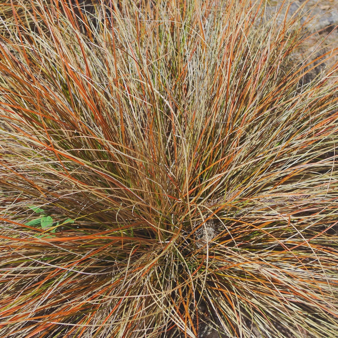 Carex Bronze Ornamental Grass Seeds (carex Flagellifera) 20+seeds