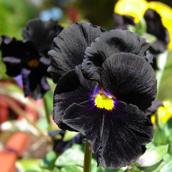 Stiefmutterchen Schwarzen Samen Viola X Wittrockiana 50 Etsy