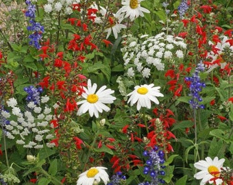 Wildflower Mountain Mix Seeds (7g+Seeds)