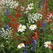see more listings in the Flowers and Plants section