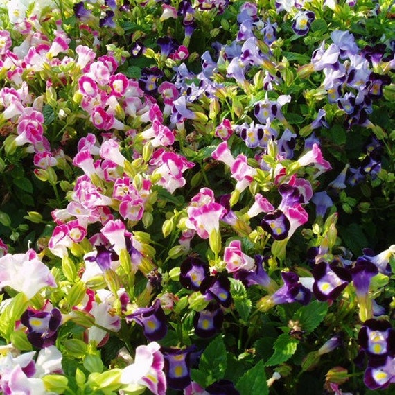 Sucursales en varios colores en miniatura arbusto de flores Planta Jardín de Casa de Muñecas F2 