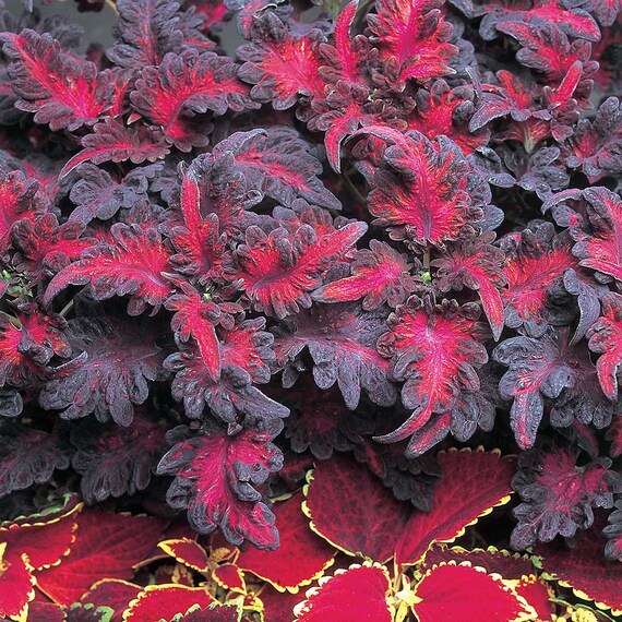 Coleus Black Dragon Samen – Fast Schwarze Buntnessel, 10 Samen, Exotische Zierpflanze