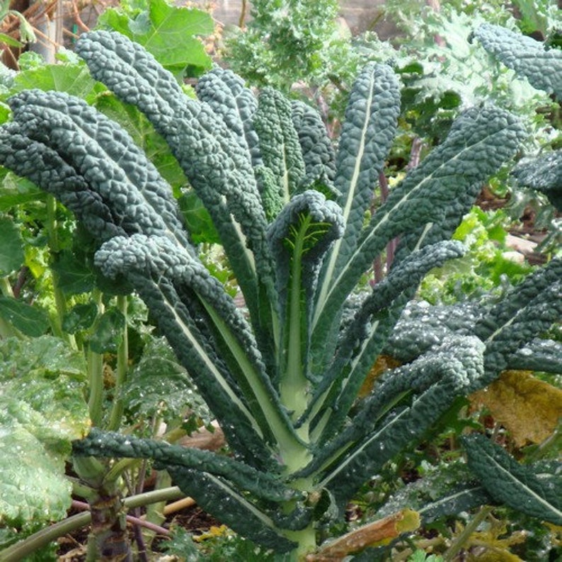 20 Seeds Lacinato Kale Brassica oleracea Dinosaur KALE Black Tuscany vegetable 20 Seeds Lacinato Kale Brassica oleracea Dinosaur KALE Black Tuscany vegetable