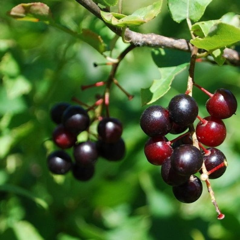 Black Cherry Tree Seeds Prunus serotina 15Seeds afbeelding 1