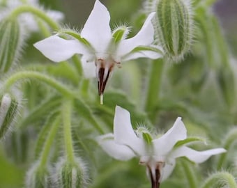 Borage Starflower White Flower Seeds (Borago Officinalis Bianca) 50+Seeds
