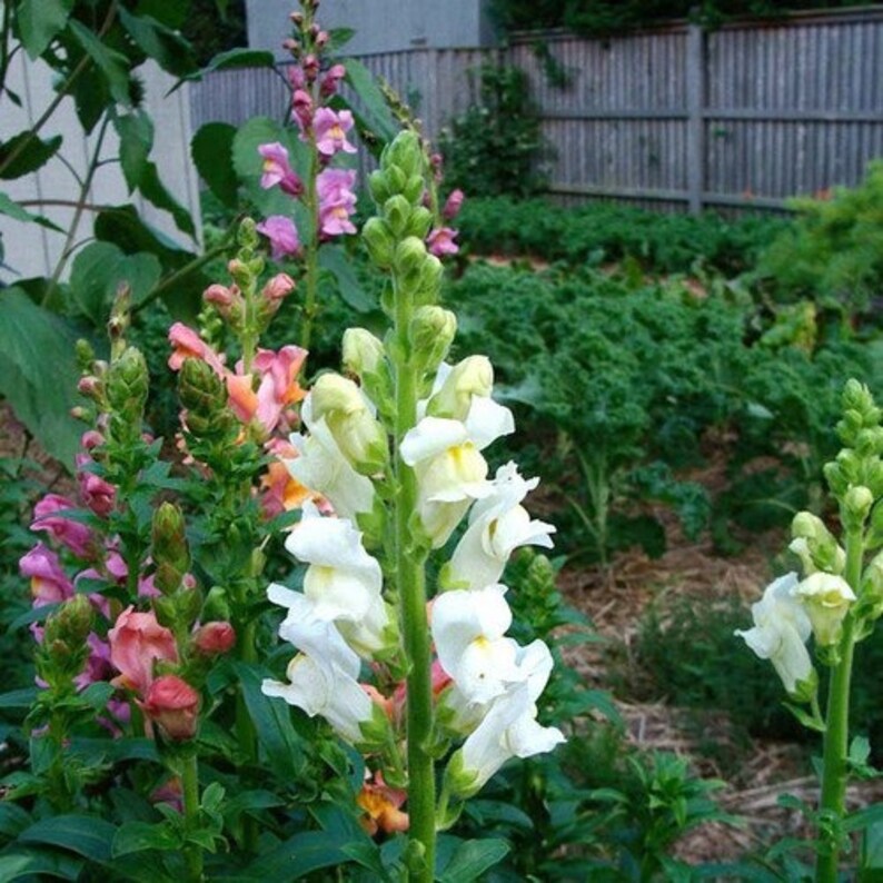 Snapdragon Snowflake Flower Seeds Antirrhinum Majus