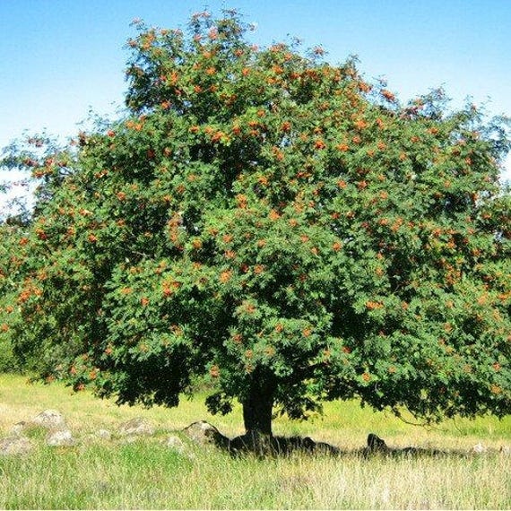 Sorbus aucuparia 50+Seeds European Mountain Ash Tree Seeds 