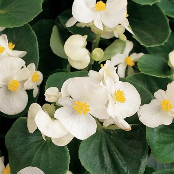 Cera de begonia Semillas de flores blancas Begonia - Etsy México