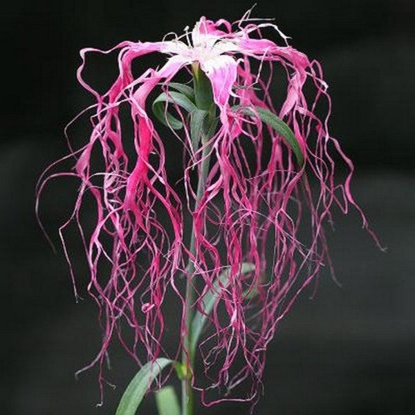 Dianthus Spooky Mix Flower Seeds (Dianthus Superbus) 100+Seeds