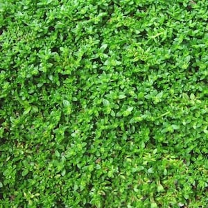 Pu&ograve; includere: Primo piano di un tappeto erboso verde lussureggiante con piccole foglie fitte. Il tappeto erboso &egrave; perfetto per aggiungere un tocco di verde a qualsiasi giardino o paesaggio.