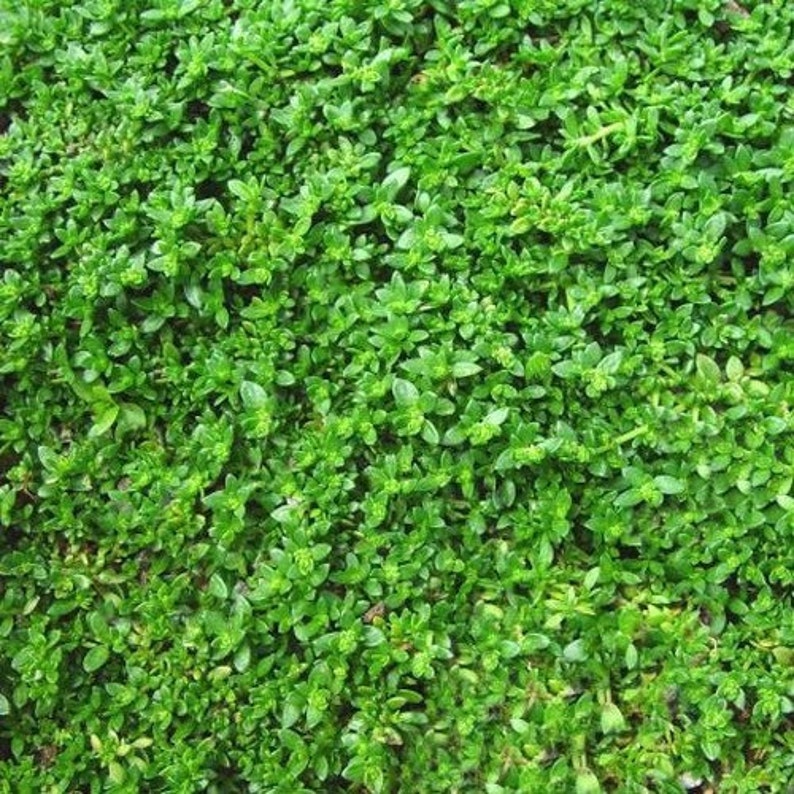 Rupturewort Green Carpet Ground Cover Seeds Herniaria Glabra 200Seeds image 3