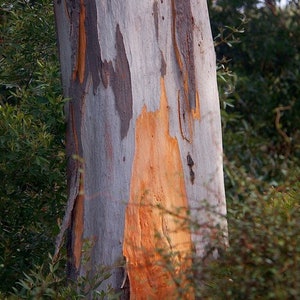 SEEDS 100 MAHOGANY GUM Eucalyptus Botroydes SEEDS 100 MAHOGANY GUM Eucalyptus Botroydes