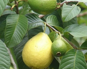 Lemon Guava Fruit Tree Seeds (Psidium guajava) 20+Seeds