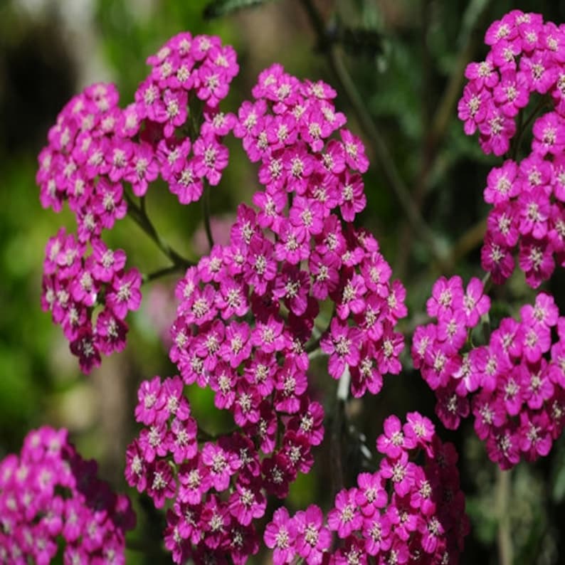 200+Seeds Yarrow Cerise Queen Flower Seeds Achillea millefolium