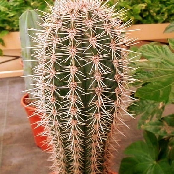 Elephant Cactus Seeds (pachycereus Pringlei) 20+seeds - Etsy