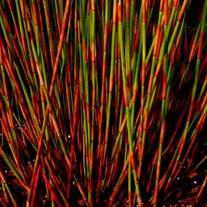 Thatching Reed Seed Cape Thatching Reed Seeds (elegia Tectorum) 25+seeds - Etsy