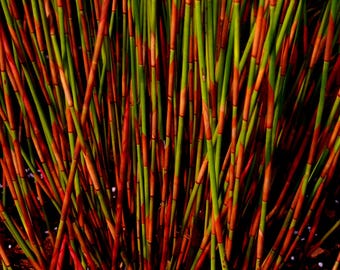 Cape Thatching Reed Seeds (Elegia tectorum) 25+Seeds