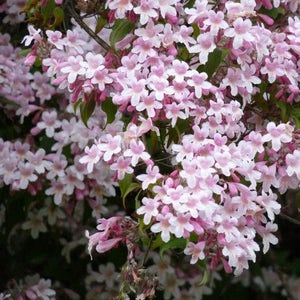 Beauty Bush Seeds Kolkwitzia amabilis 25Seeds image 3