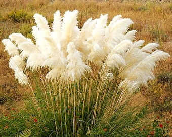 Pampas White Ornamental Grass Seeds (Cortaderia selloana) 50+Seeds