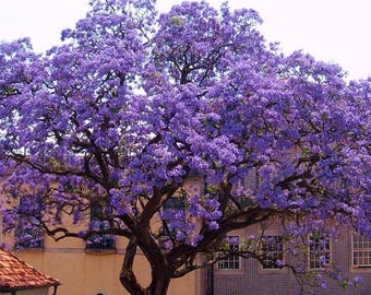 Semillas de Paulownia tomentosa (50 semillas)