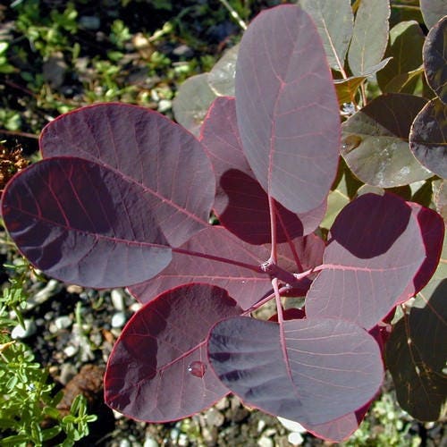 Smoke Tree Seed Pod Magnolia Tree Seed Pods (Tennessee Mountains Elevation  5,512) Purple Smoke Tree Seeds (cotinus Coggygria Purpureus) 20+seeds