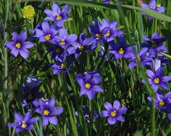 Blue Eyed Grass Seeds (Sisyrinchium bellum) 50+Seeds