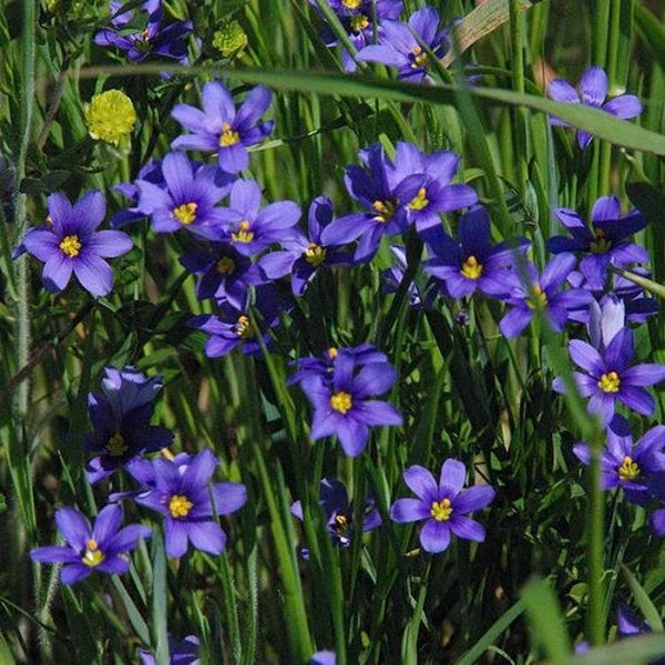 Blue Eyed Grass Seeds (Sisyrinchium bellum) 50+Seeds