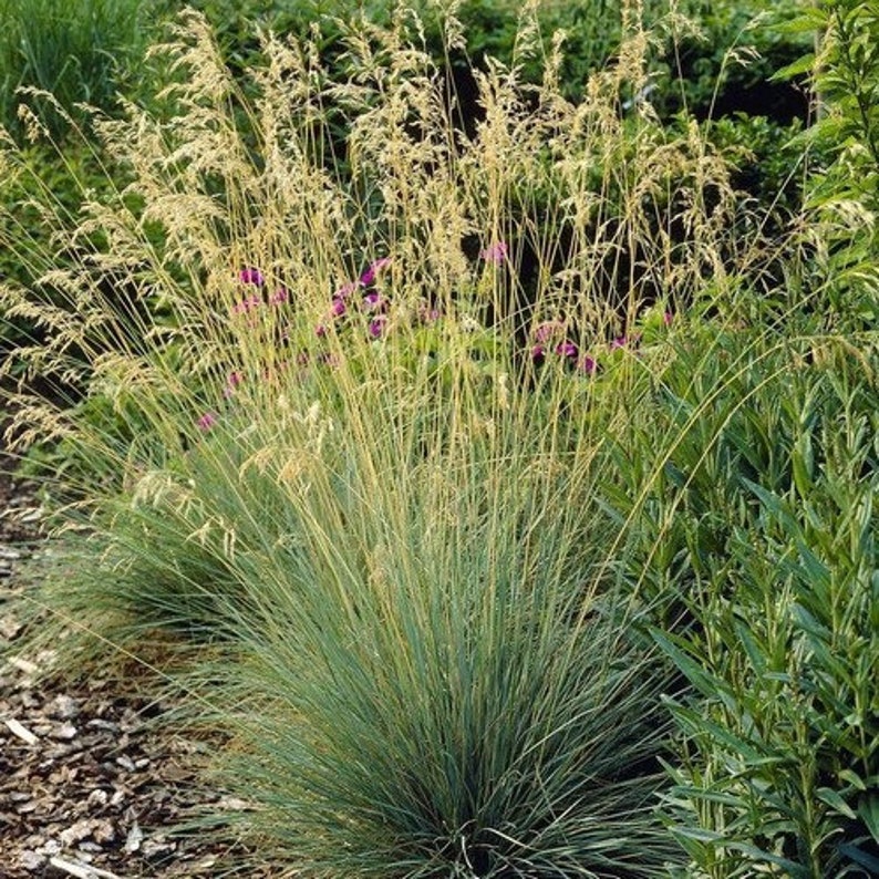 Blue Hair Grass Ornamental Grass Seeds Koeleria glauca 50Seeds image 3